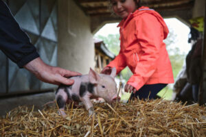 Farm safety is an important part of any farm visit